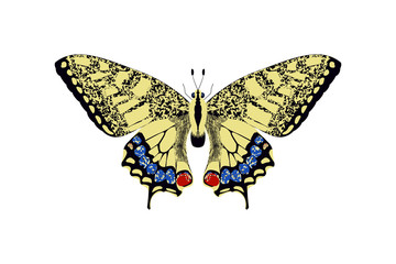 butterfly yellow, blue, red and black