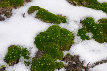 Fluffy green moss on the background of melted snow