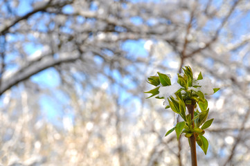 Small leaves of a lilac bush covered with snow in early spring