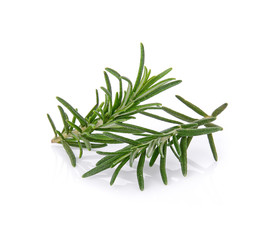 Fototapeta premium rosemary isolated on white background
