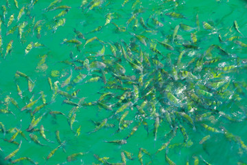 Fototapeta na wymiar Feeding fish, a bunch of Indo-Pacific sergeant in Andaman sea.