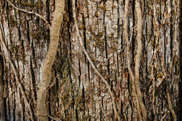 bark of southern silky oak