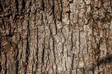 bark of southern silky oak
