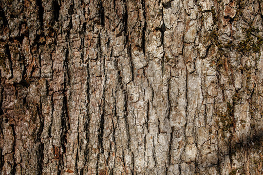 Bark Of Southern Silky Oak