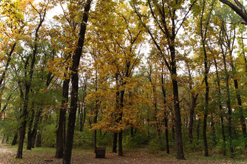 Fototapeta premium Autumn forest