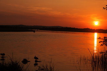 Some ducks relaxing at the side of a river just before sunset