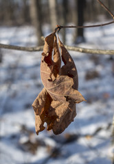 Dried Oak Leaf Cluster in Winter
