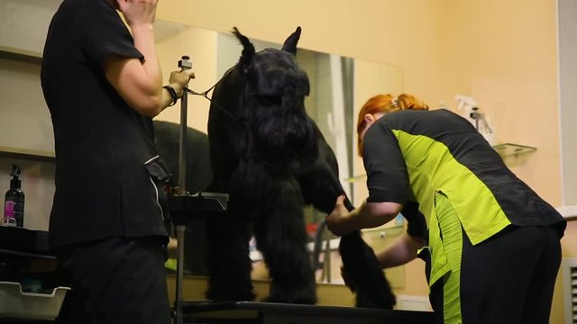 Grummer in the beauty salon combs the dog after drying with a brush