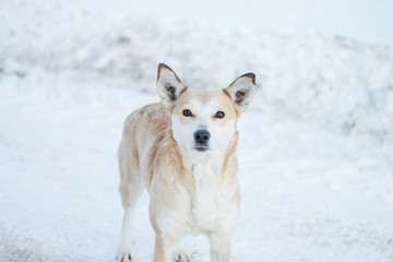 yellow dog stands on the snow in winter white all around