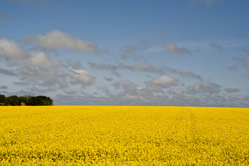 Yellow rapeseed