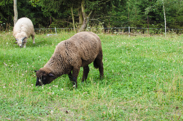 Black and white sheeps on a meadow