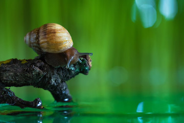 Snail in the forest