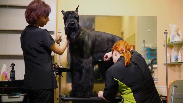 In the salon of grummer, two masters carry out a haircut of a dog. The assistant holds the dog, and the master scissors cuts the fur on the dog's stomach. Large black dog.