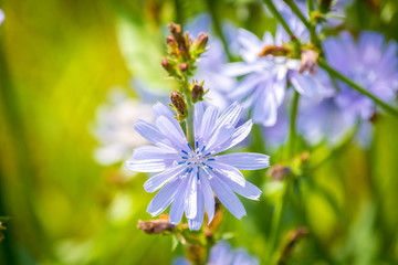 Fototapeta premium Beautiful nature flowers in Park on Sunny day