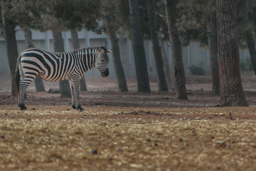 One zebra in the safari