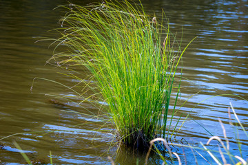 Beautiful green grass on the lake on a Sunny day