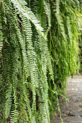Fern leaves in the garden