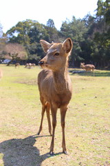Deer in Nara-koen Park, Japan