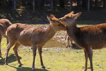 Deers in Nara-koen Park, Japan