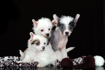 three adorable chinese crested puppies on black