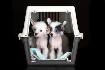 two chinese crested puppies in a crate