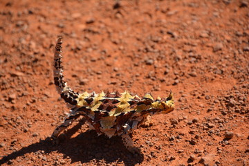 australian .izard