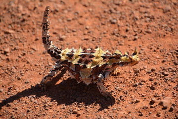 lizard