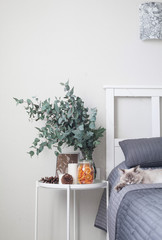 Eucalyptus in the interior, in the bedroom by the bed.