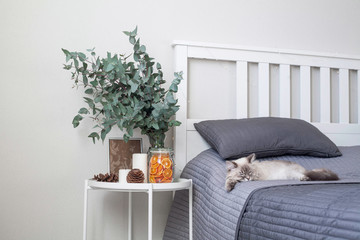 Eucalyptus in the interior, in the bedroom by the bed.