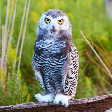 Baby Snowy Owl