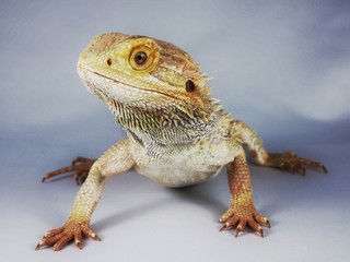 My Name Is Speedy #3