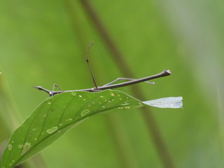 En Amazonie au Pérou