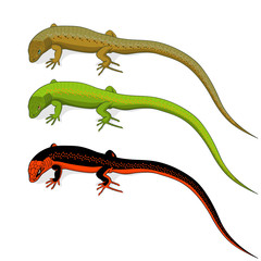 Set of colored lizard icons isolated on white background.Vector