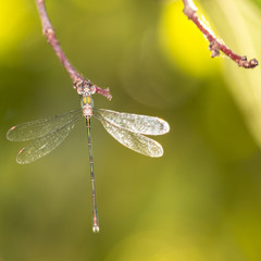 la belle