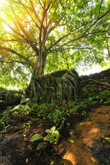 Fototapeta premium Green tree branches with sunlight in nature