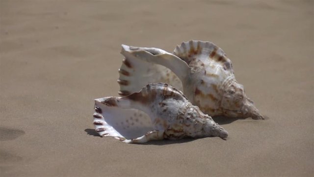  High quality video of shells on the sand in real 1080p slow motion 250fps