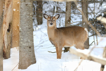 jeune chevreuil en hiver