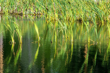 Beautiful green grass on the lake on a Sunny day