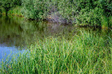 Obraz premium Beautiful green grass on the lake on a Sunny day