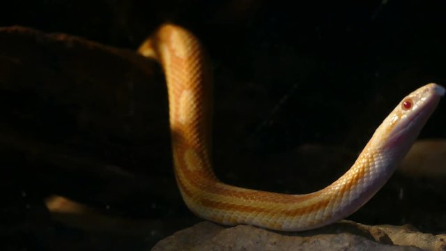 yellow and white snake crawling