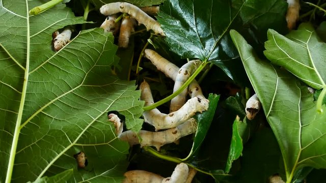 Close up silkworms eating mulberry leaves
