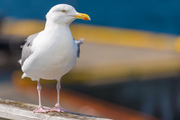 Seagull standing on railing near water