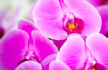 Fototapeta na wymiar Pink beautiful Phalaenopsis orchids in winter time at a garden,Asia,Thailand 