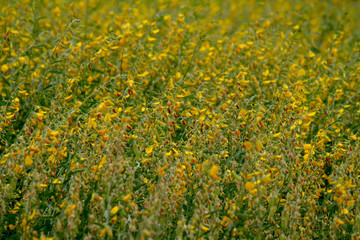 Obraz premium yellow and brown flower,CROTALARIA JUNCEA, SunHemp field in a sunshine day, asia,Thailand ,Agriculture