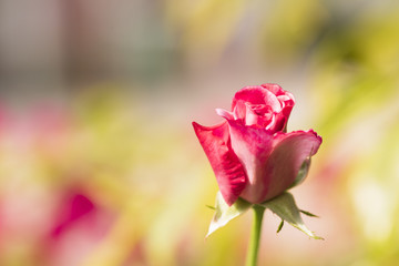 Beutiful pink rose in the morning