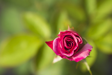 Beautiful pink rose on green background