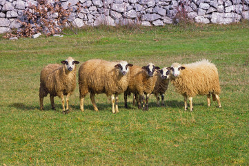 Sheep group portrait in the pasture. Bosnia and Herzegovina