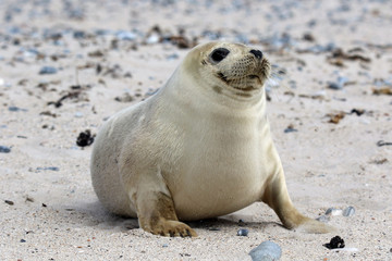 Drollige Robbe am Strand