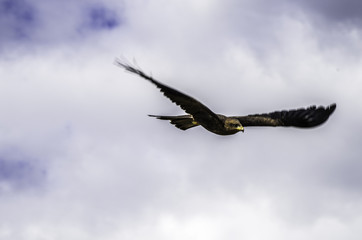 Kite