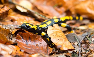 Feuersalamander (Salamandra salamandra terrestris) kriecht über altes Laub,  Ilsetal, Harz, Ostharz, Sachsen-Anhalt, Deutschland, Europa 